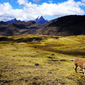 Lares trek to Machu Picchu